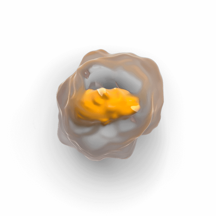 Monocyte Macrophage cell