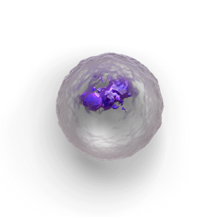Neutrophil cell