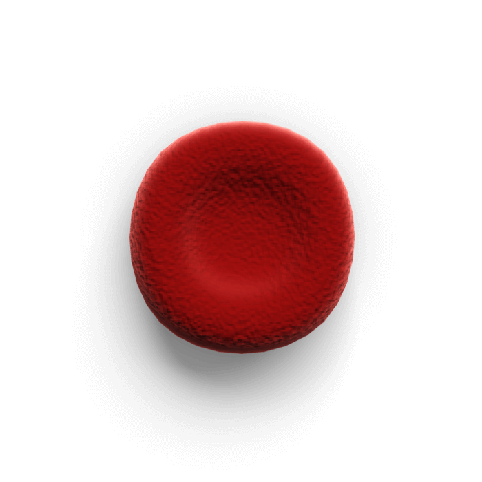 Red blood cell